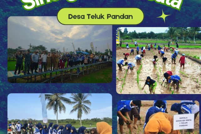 Tingkatkan Kepedulian Lingkungan dan Karakter Disiplin, Siswa SMPN 1 Teluk Pandan Ikuti Penanaman Padi Organik di Agrowisata Desa Teluk Pandan